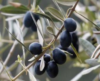 olives